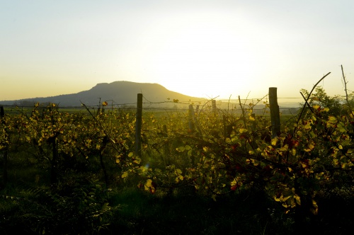 Wine-growing hillside on Szent György hill - Hunguest Hotel Pelion - Tapolca