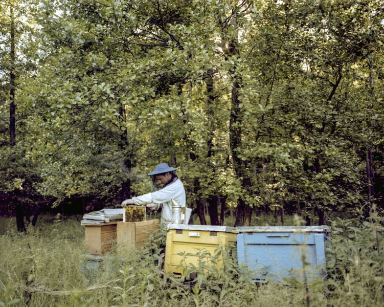 BÁCSI RÓBERT LÁSZLÓ: Csaba nemrég kezdte a méhészkedést