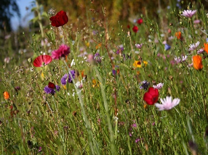 Frühling Frühling