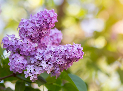 Oferta de Rusalii în Hajdúszoboszló