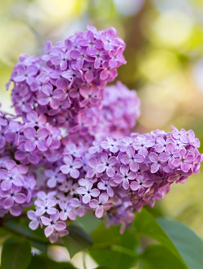 Oferta de Rusalii în Hajdúszoboszló