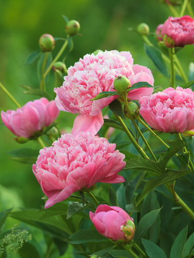 Ofertă de Rusalii și Ziua Copilului