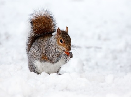 Winter Winter