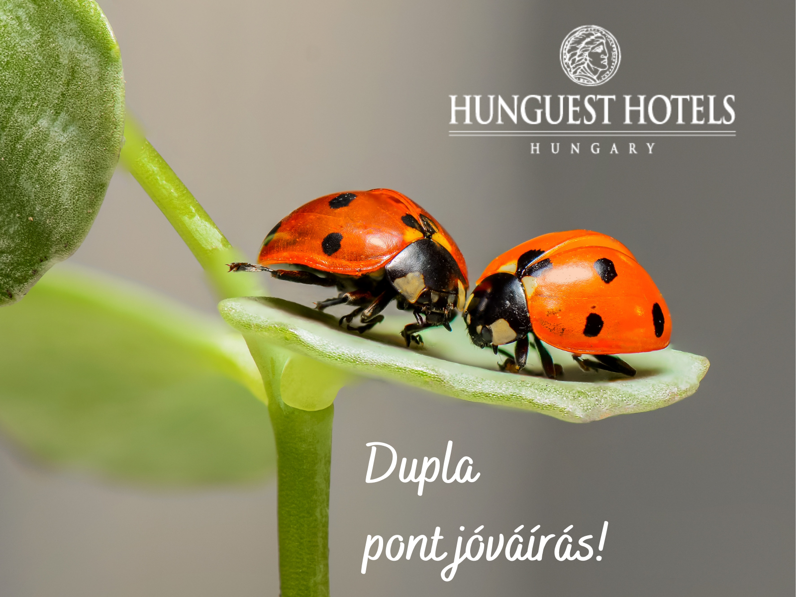 Duplapont akció_2021