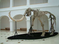Mammut - Mátra Múzeum, Gyöngyös