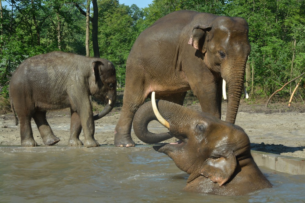 Szegedi Vadaspark - elefántok