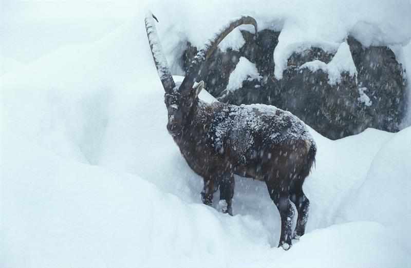 Snowshoe tour to the capricorns