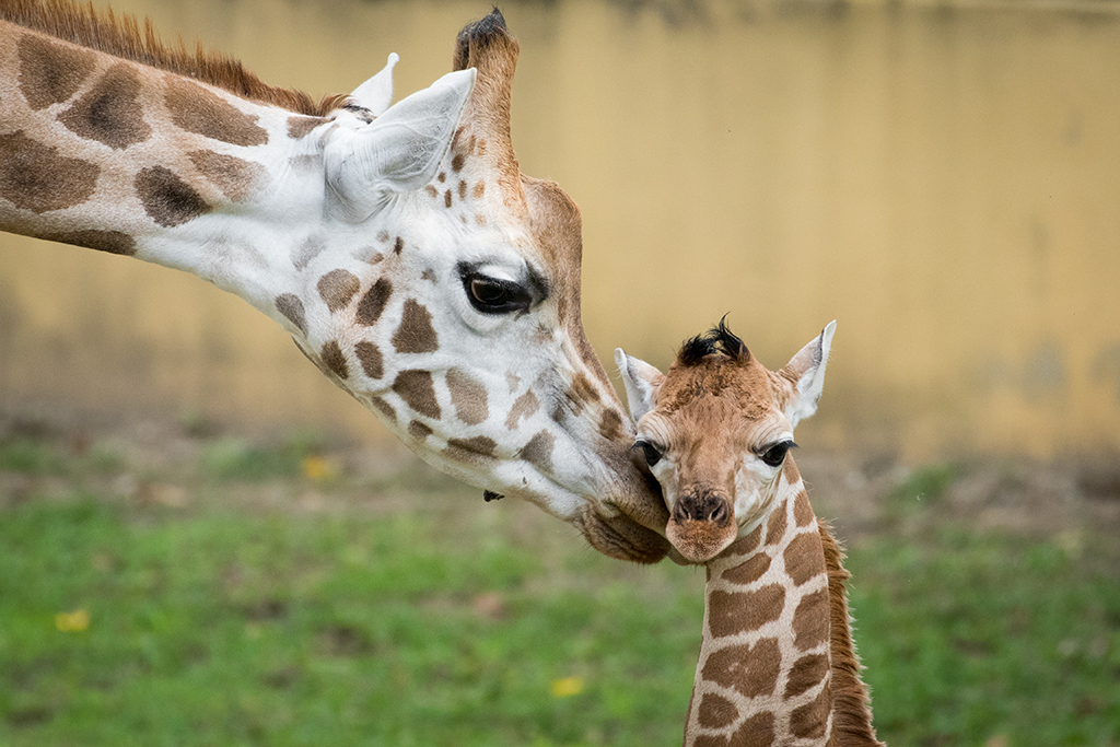 Nyíregyháza Sóstó Zoo